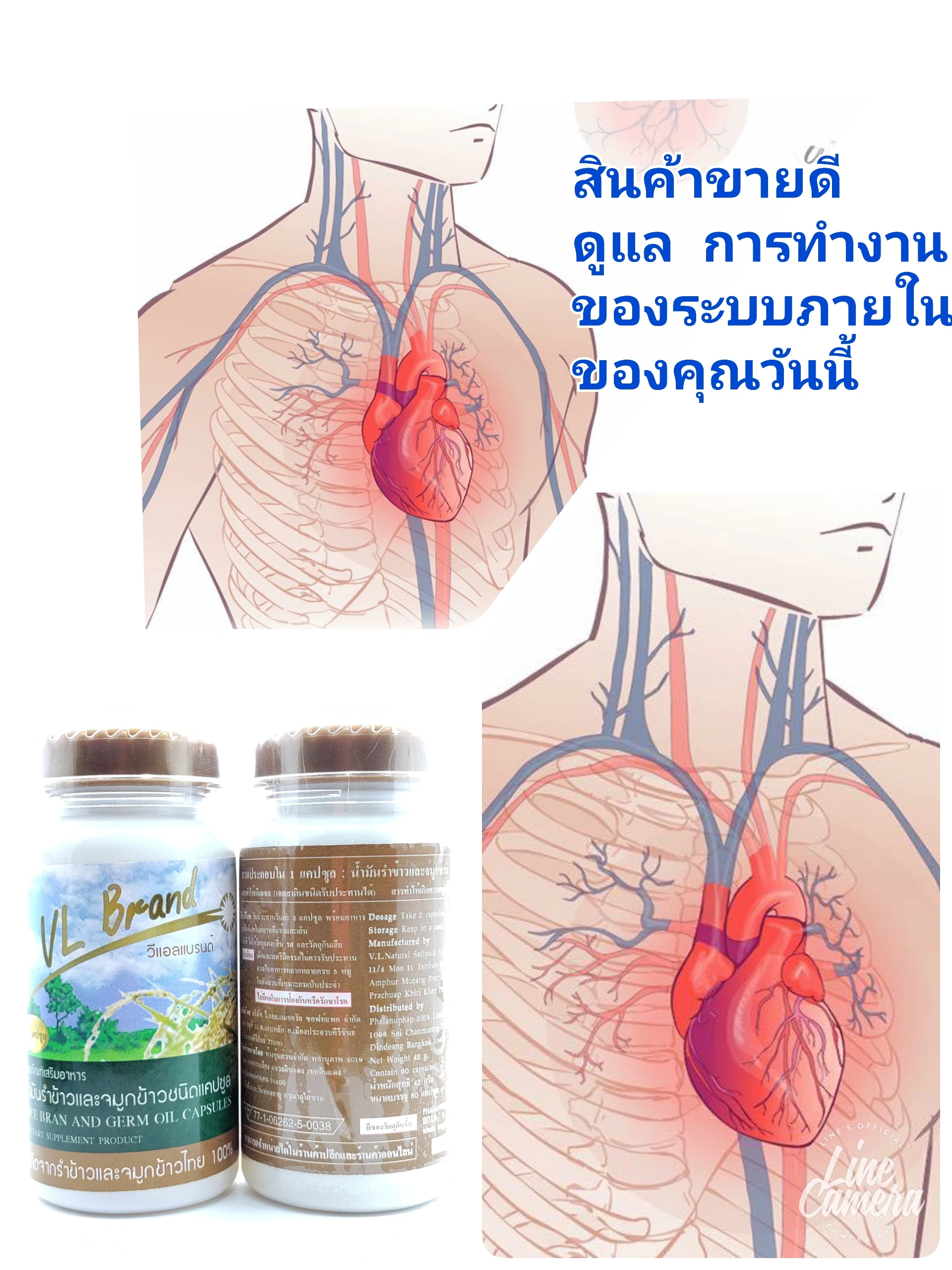 VL Brand Rice Barn And Germ Oil Primary Ingredient With Vitamin E Group 60 Capsule Per Piece From Thailand