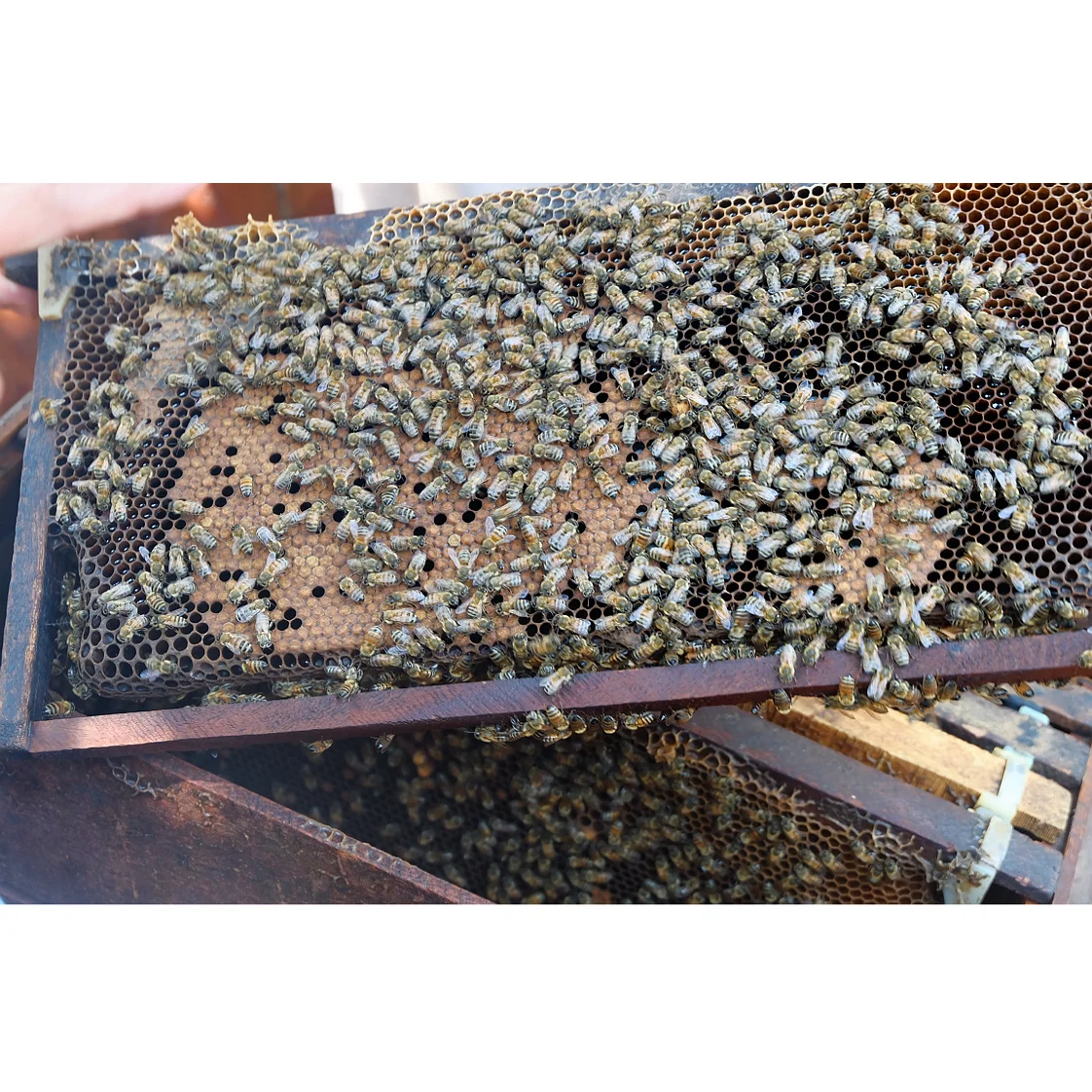 
Premium Vietnamese Ripen Honey - Bonie Bee Rambutan Flower Honey - Bulk Honey 30kg 