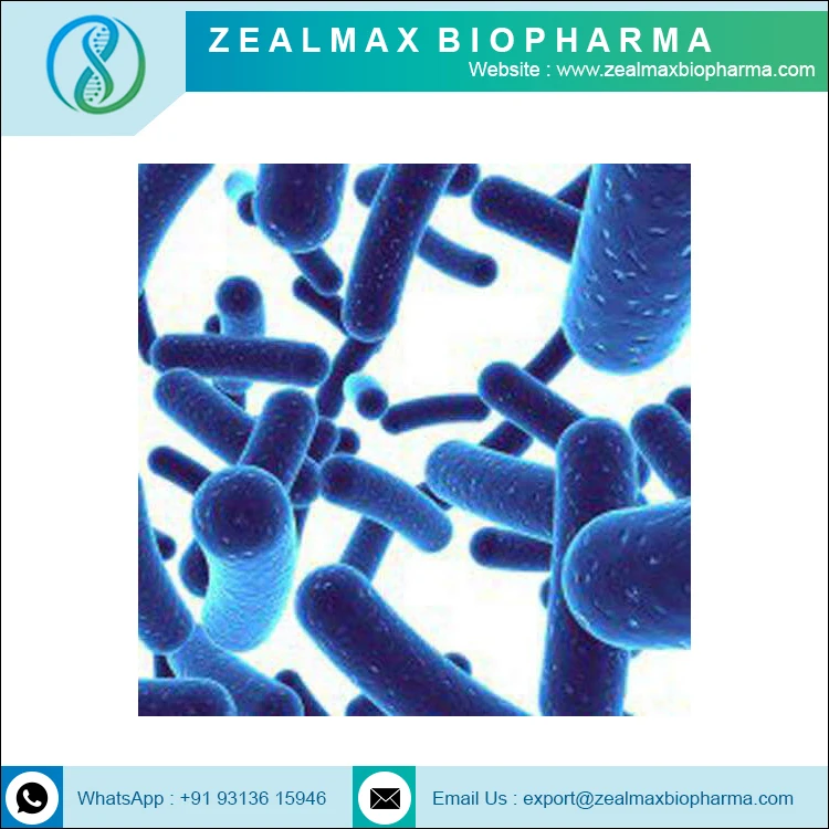 Probiotics Lactobacillus Reuteri Bulk Factory Sale Probiotic Powder Lactobacillus Reuteri - Zealmax Biopharma