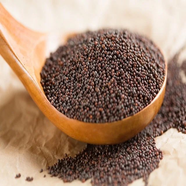 high quality High quality good price of dried top yellow and white mustard seeds mustard seed
