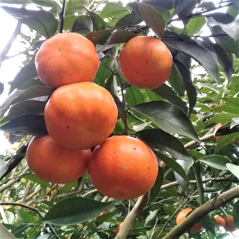 Vietnam Mandarin orange (Tangerine) fresh fruit- Premium, high quality, clean farming, VietGap, prestige, attractive price