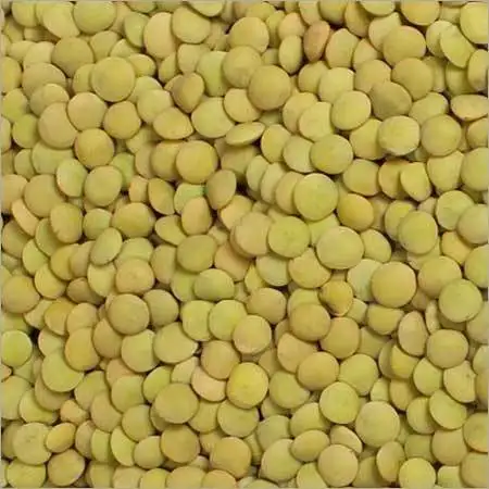 Top  Quality Best price export green red Lentils( Masoor Dal)