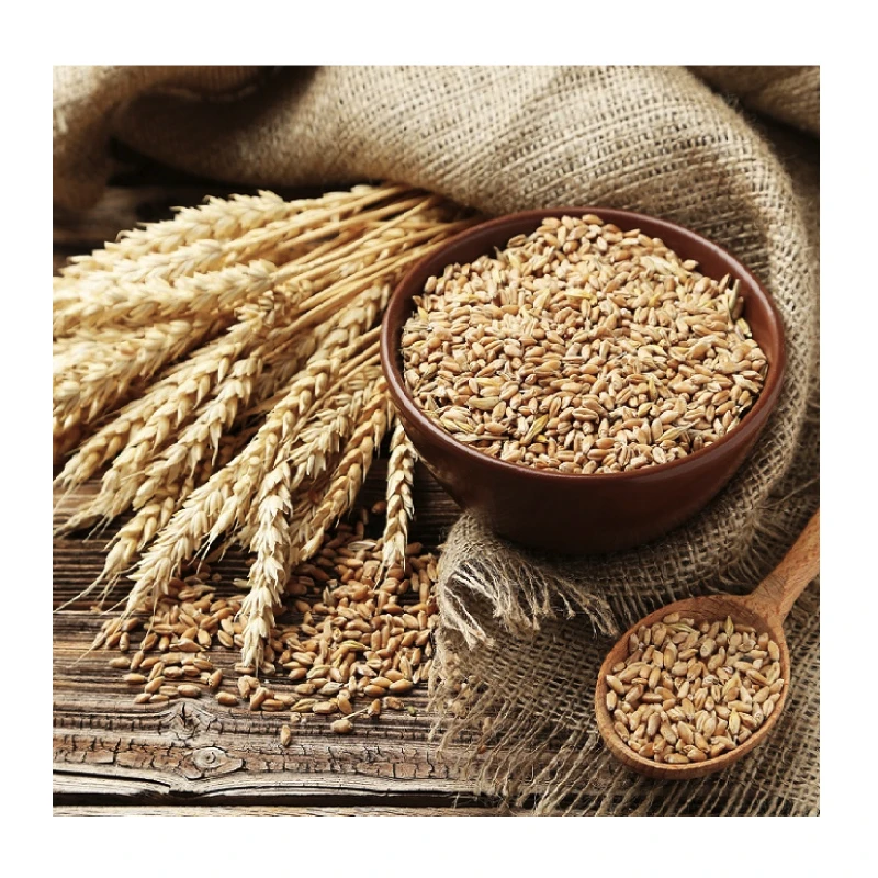 Top Quality Wheat Grains /durum Wheat In Bulk Supply