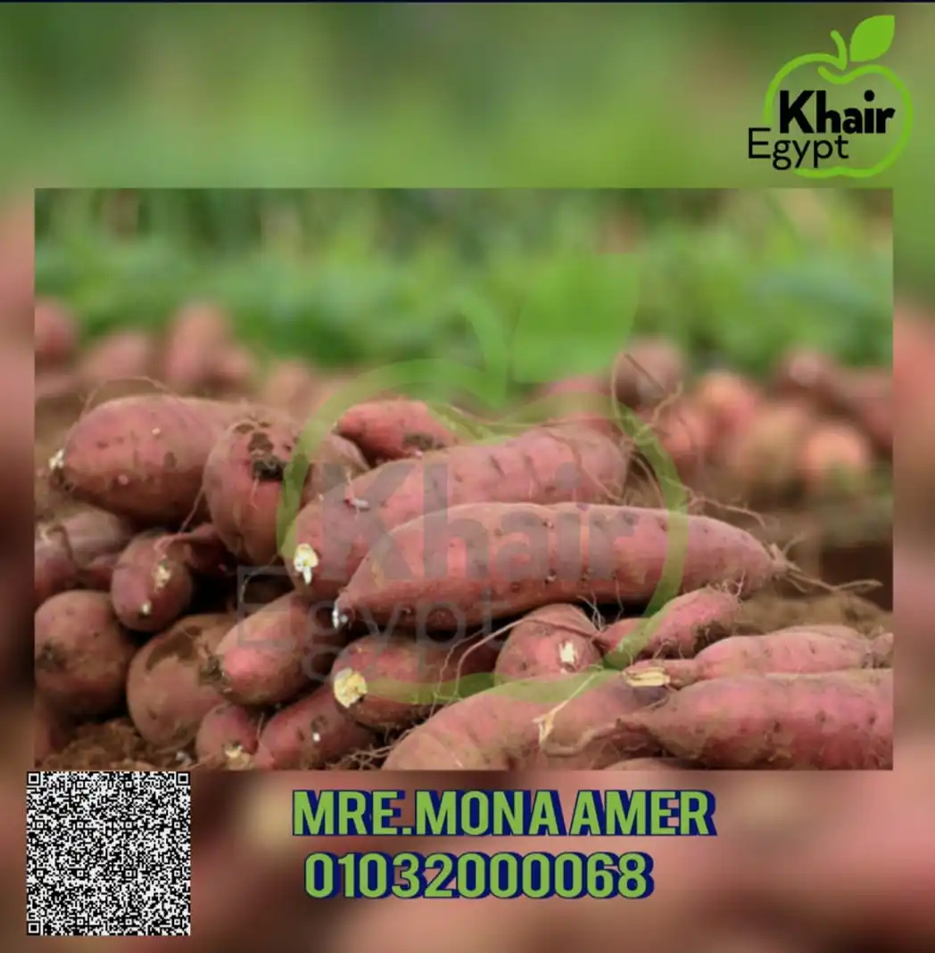 Уникальный сладкий картофель-по более низкой цене FOB