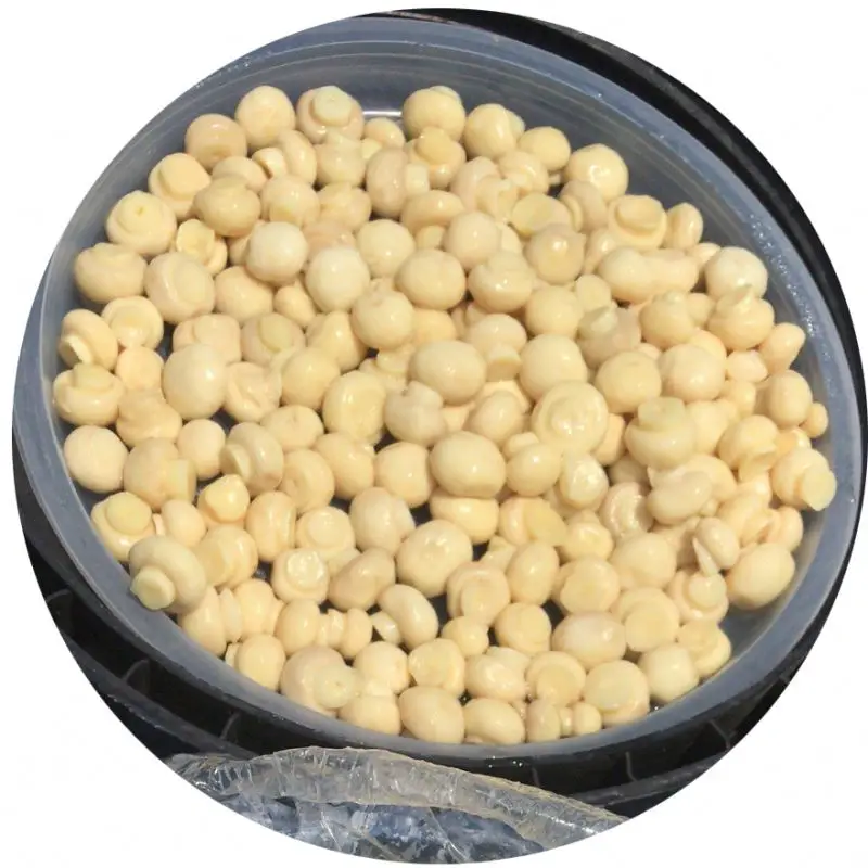 
Mushroom agaricus in converse 