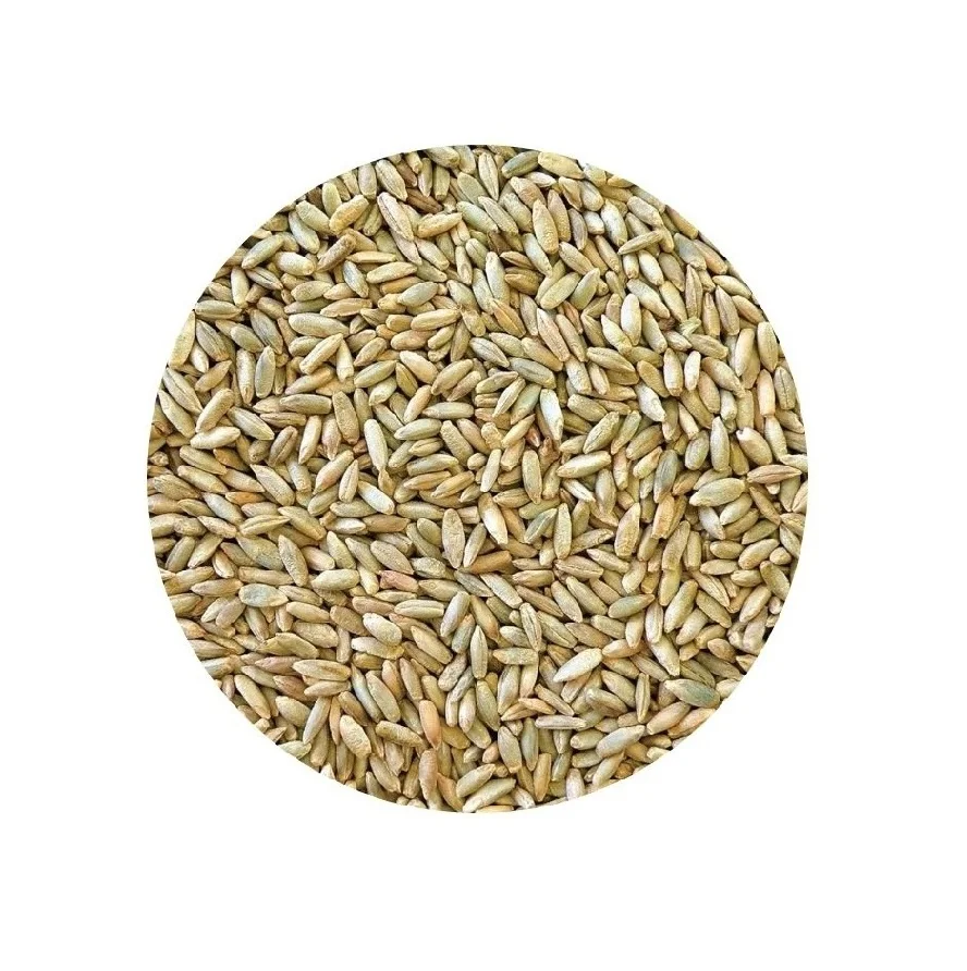 
Available Bulk Stock Of Rye Grains At Lowest Prices 
