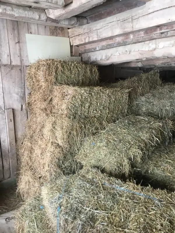 Top Quality  Timothy / Alfalfa HAY FOR SALE