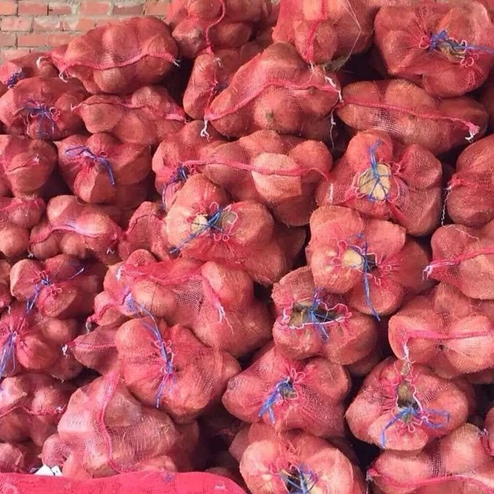 Зрелый сухой кокос, вьетнамский кокосовый кокос, хорошая цена на экспорт