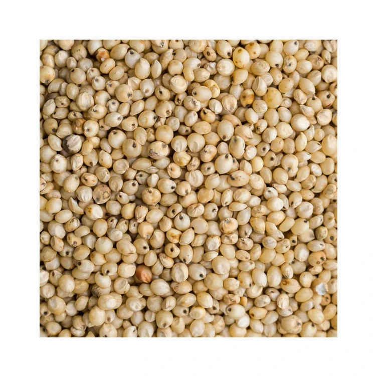 worldwide selling finest quality milky white sorghum seeds at low market price
