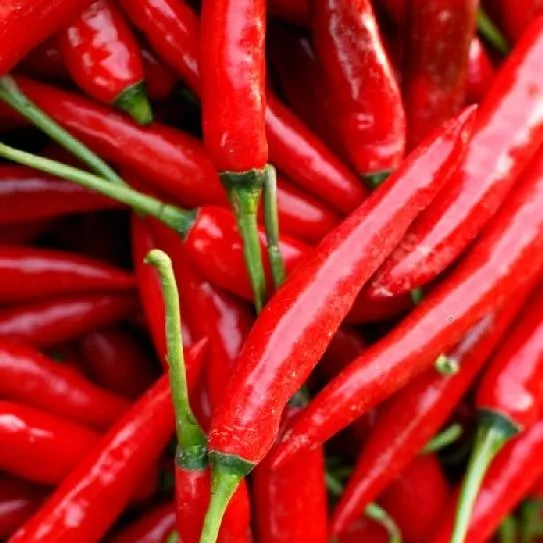 Best Quality Fresh Chili Hot Spicy Red Fresh Chili Pepper Cheap Price Vietnam Agri