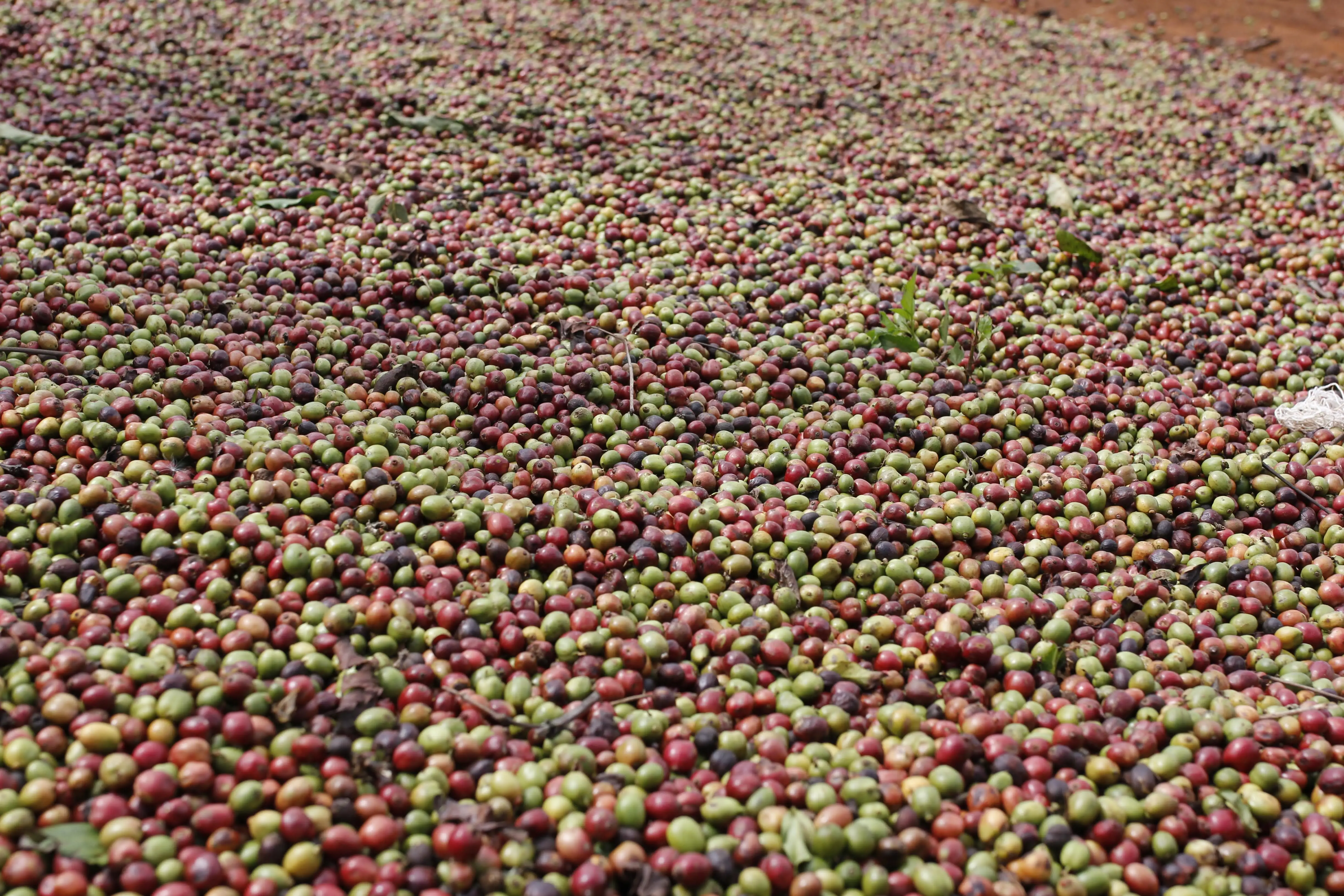 Оптовая цена, жареные кофейные зерна, зеленые кофейные зерна, кофейные зерна
