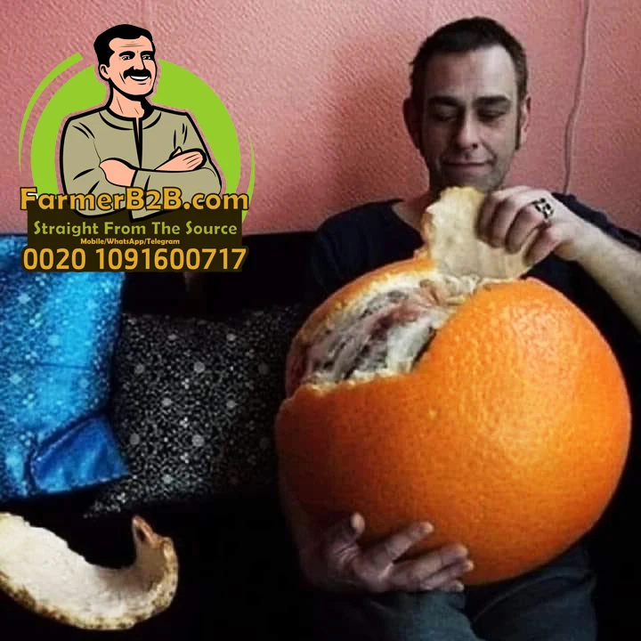 Большой размер Египетский валенсийский оранжевый для продажи (1700006273020)