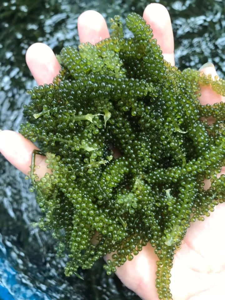  Дегидратированный морской виноград органический деликатесные суши продукт для здоровья морские водоросли MS ANNA + 84902804571