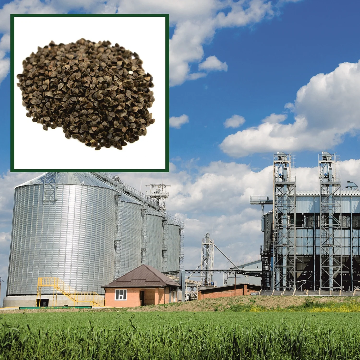 
High quality buckwheat 25/50 kg bags or in bulk, product of Russia 