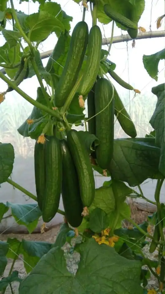 
2021 NEW HIGH YEILDING HYBRID CUCUMBER SEEDS FOR ZAMBIA 