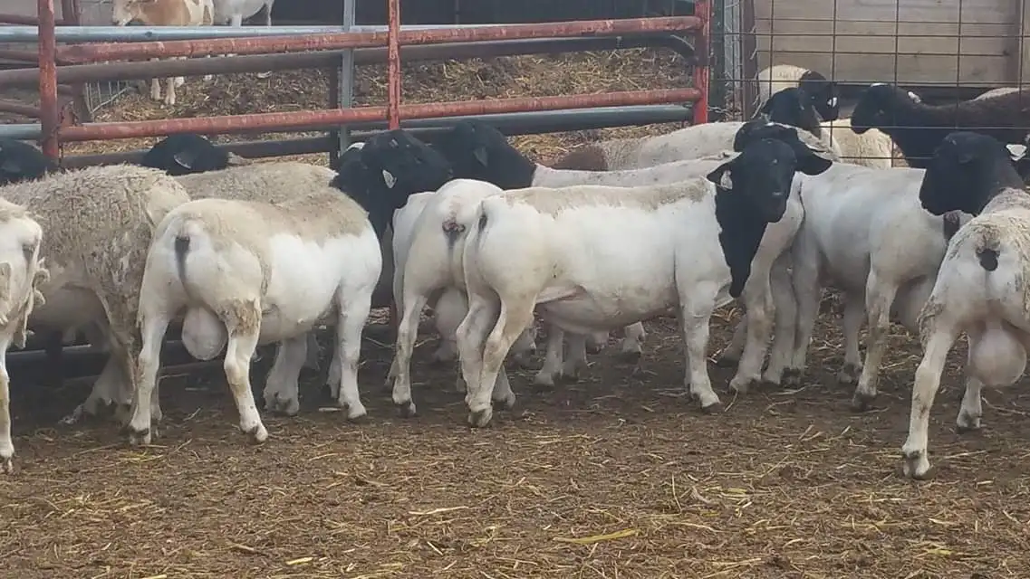 Овчина дорпер