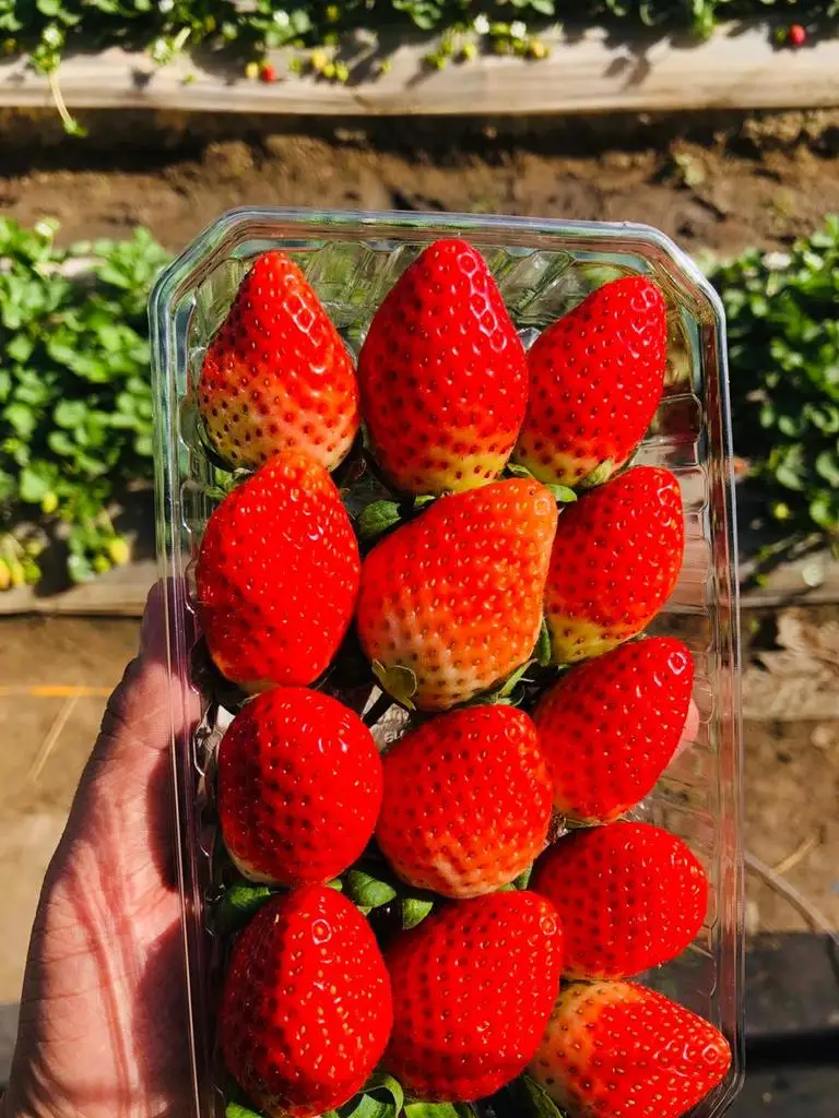 red strawberry packing