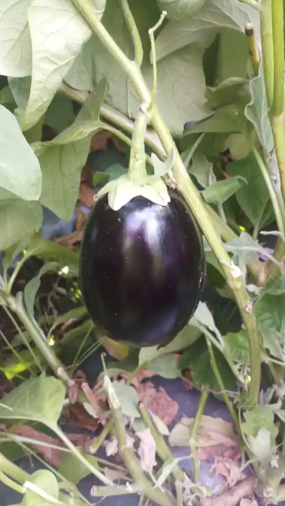 
Eggplant/Brinjal Hybrid Black Beauty F1 Seeds 