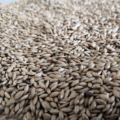 quality canary seeds
