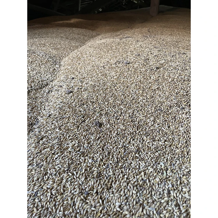 Bulk packed barley grain for feeding wholesale price, barley grain prices