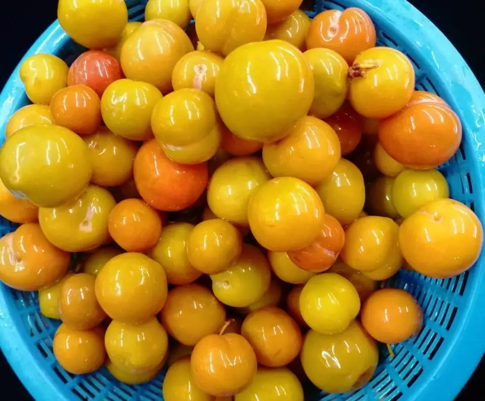 Консервированные фруктовые пищевые совы, Натуральные Сладкие, готовые к употреблению