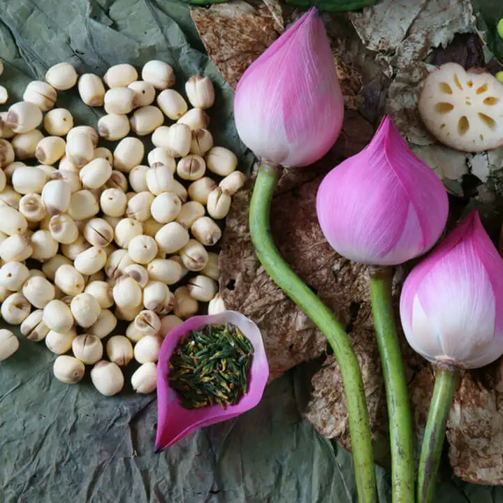 ATL GLOBAL VIET NAM - DRIED LOTUS SEEDS HIGH QUALITY WITH CHEAP PRICE