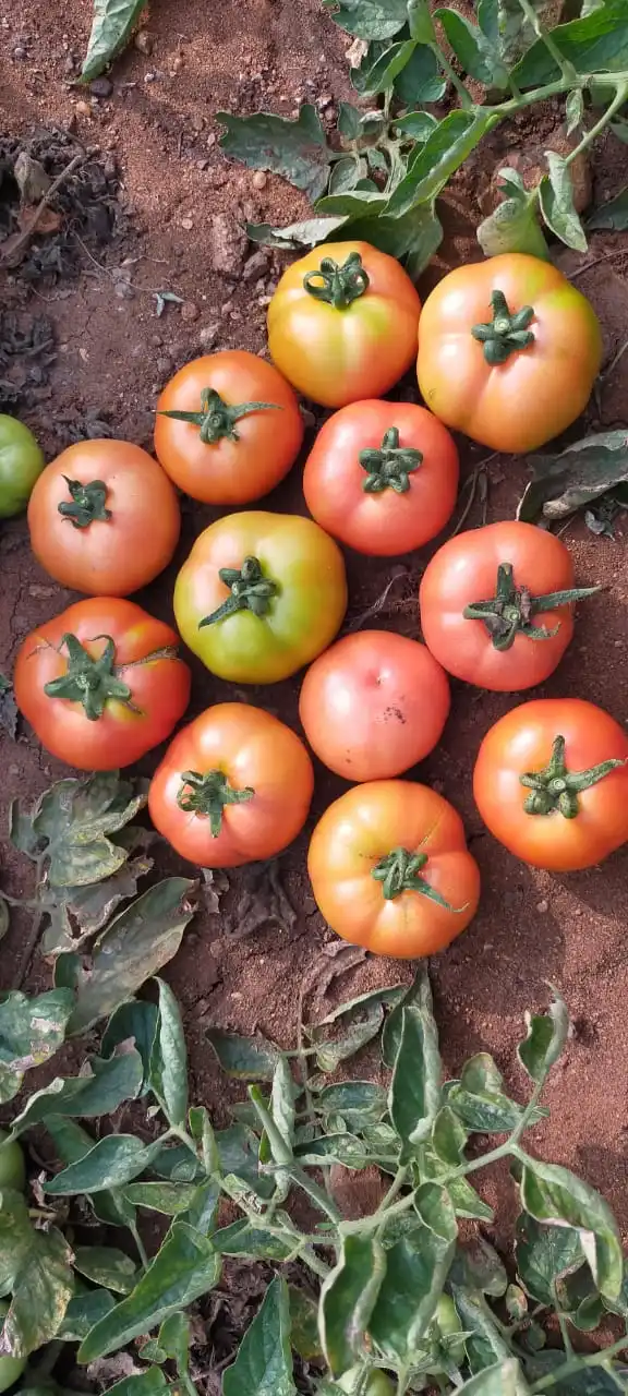 
ROUND SHAPE TOMATO SEEDS VERITIES 