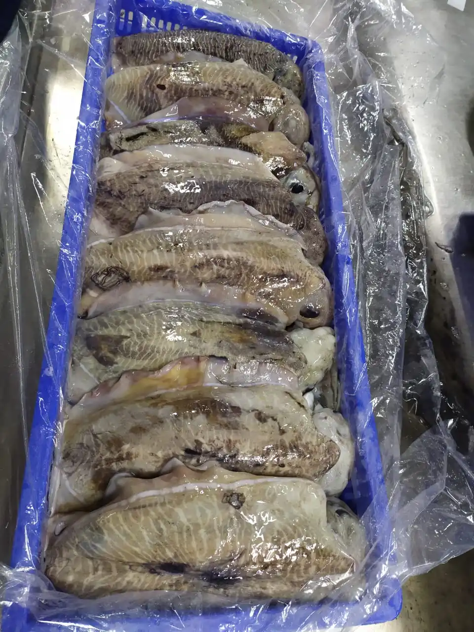 Block frozen Cuttlefish from India
