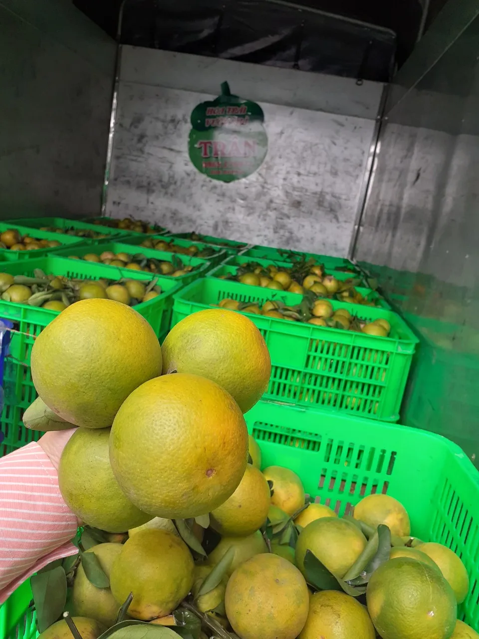 Свежие апельсиновые фрукты для продажи бесплатно из Вьетнама Высокое качество Лучшая цена-апельсины Valencia оптом