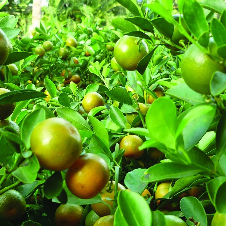 VIETNAM FRESH KUMQUAT BEST SALE FOR EXPORT/ MS LAURA +84 896611913