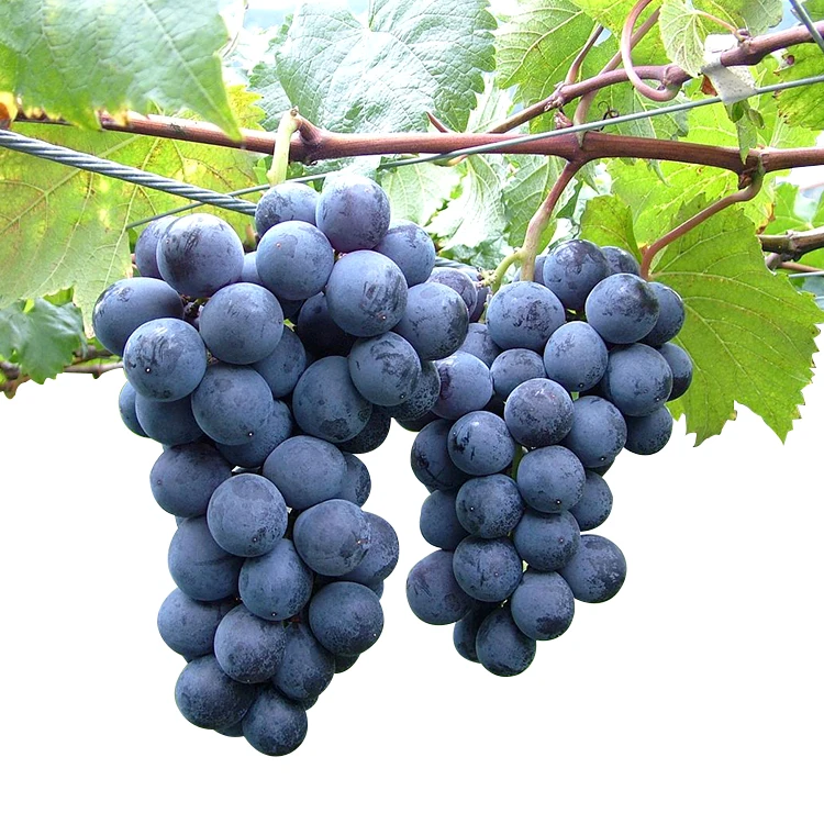 New 2021 crop red and green seedless fresh grapes ready to