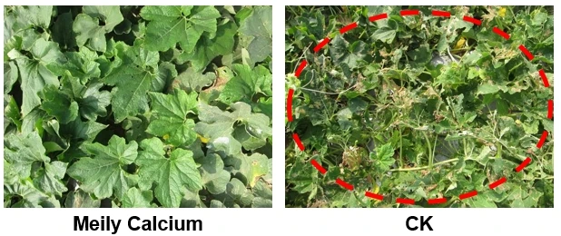 Высококачественное нано-бустерное жидкое удобрение кальция для апельсинового сельскохозяйственного удобрения
