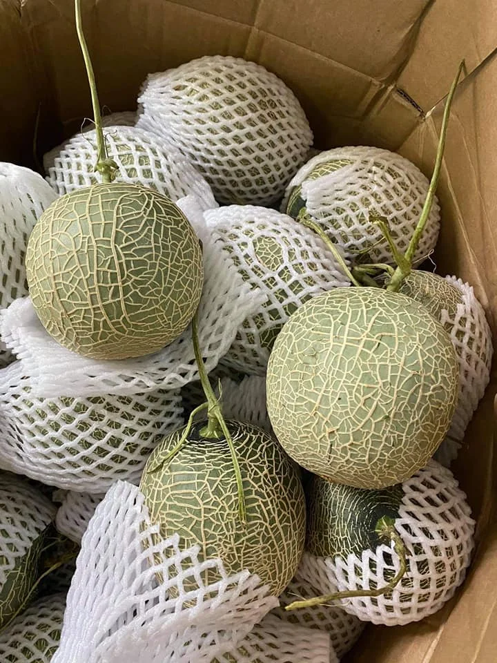 Exported Fresh Cataloupe Fruits From Vietnam Premium King Melon Taken Care By Japanese Standard Procedure