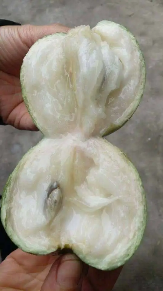 Свежие Звездные яблоки тропические фрукты на экспорт из