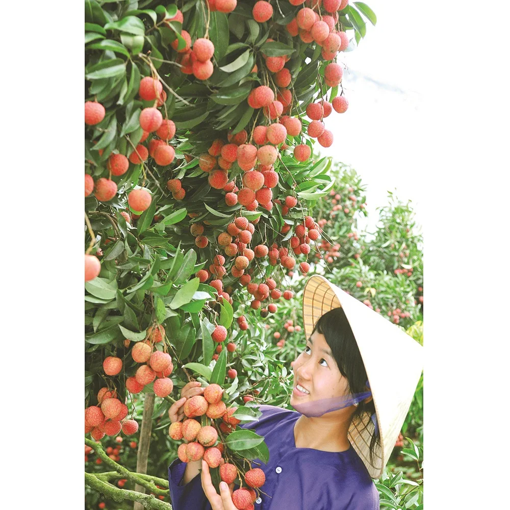  Высококачественная специальная кухня Органическая личи класса А с приятным вкусом из Вьетнама