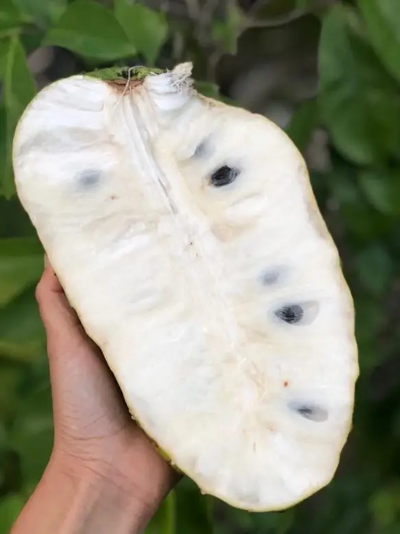 FRESH SOURSOP FRUIT GRAVIOLA FRUIT, HP : 0084 917 476 477