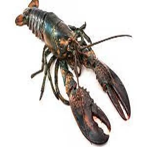Frozen Lobsters For Sale / Fresh High quality Lobster Frozen for sale / Seafood Fresh and Frozen Lobster
