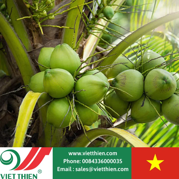  Wholesale organic fresh young coconut selected and processed with strict process from the west of Vietnam