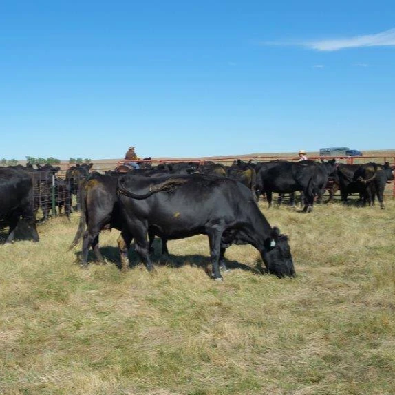 
Live Angus cattle For Sale 