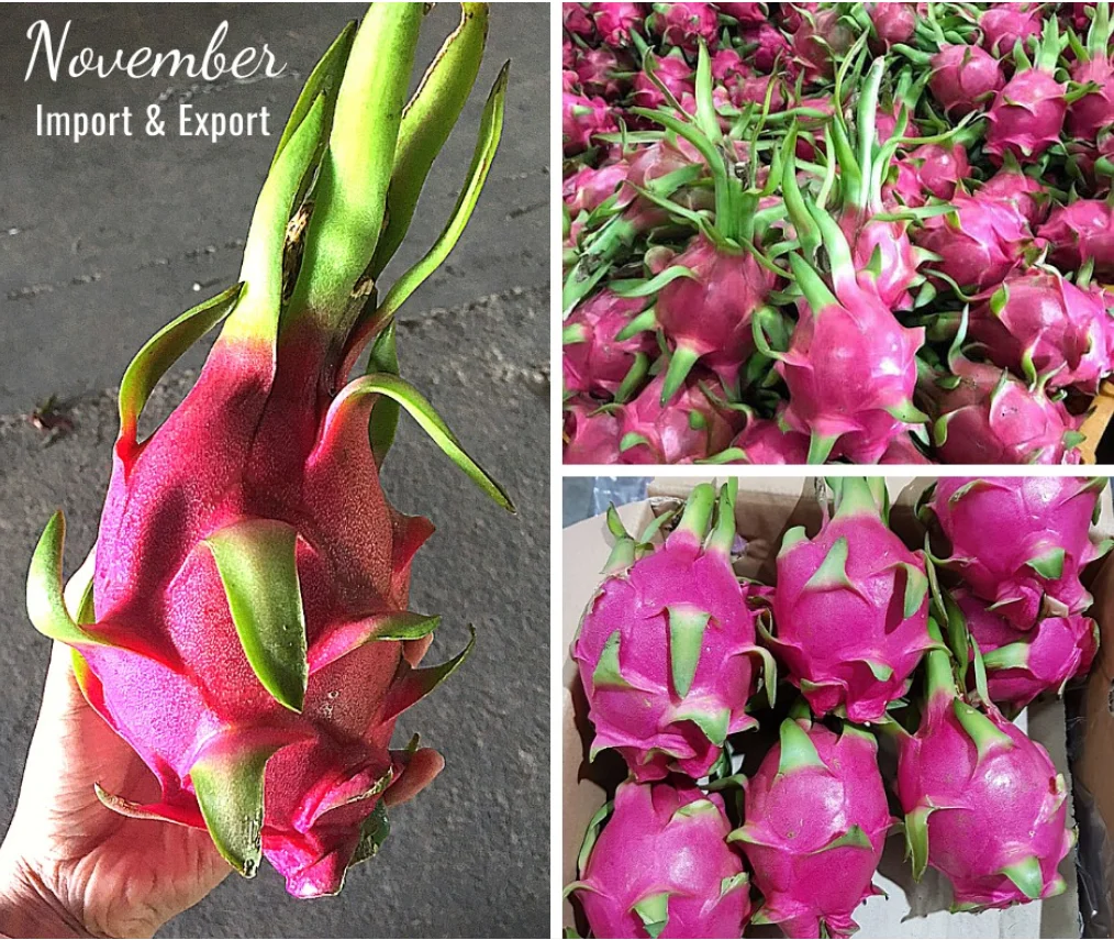 Новый урожай свежих фруктов дракона экспорт в Индию/+ 84 90 1445086