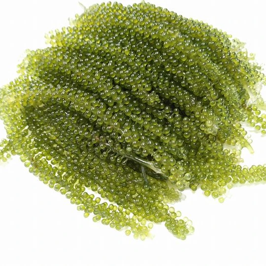 ATL GLOBAL - 100%  Organic Dehydrated Sea Grapes Or Lato Seagrapes