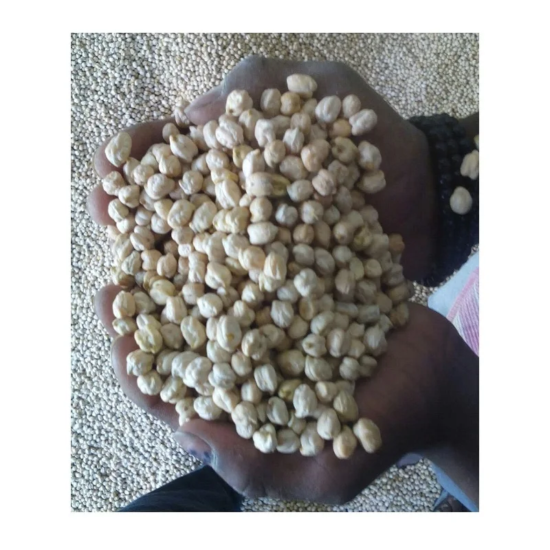 Reasonable Price Natural Creamish Kabuli Chickpeas Bean Top Selling Dried Creamish Color Chickpeas Export In India