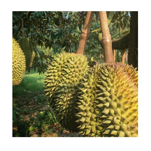  Вкусный сильный запах фруктов со сладким вкусом заварного дуриана для вкуса соленых и сладких десертов