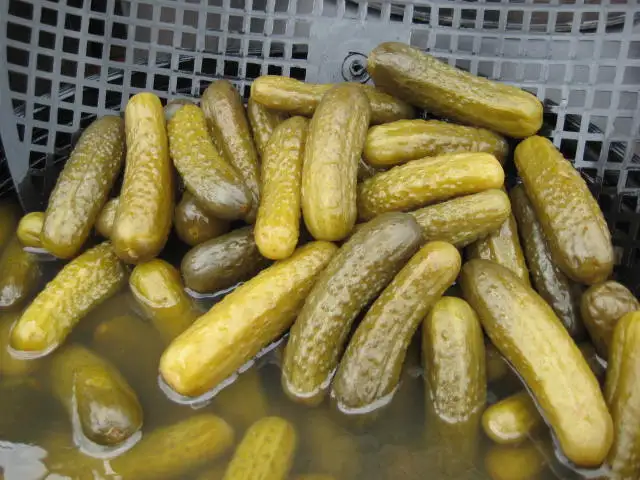 Gherkins in Salt Brine