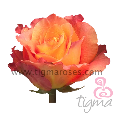 Ecuador rose FREE SPIRIT natural fresh flowers long stem cut roses for wholesale and wedding from Tigma