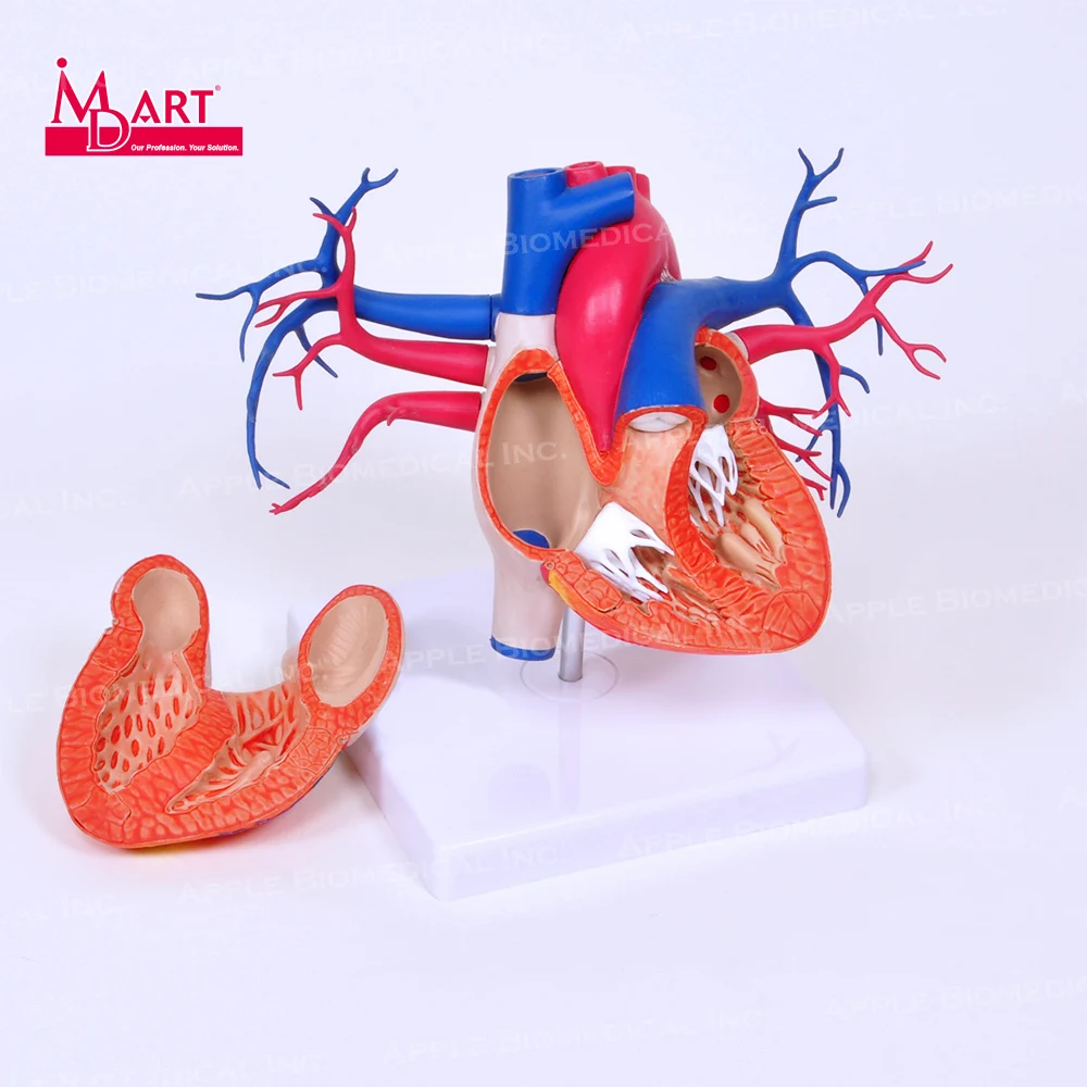 Артерия и венозная модель сердца с открытой камерой для модели человеческих органов