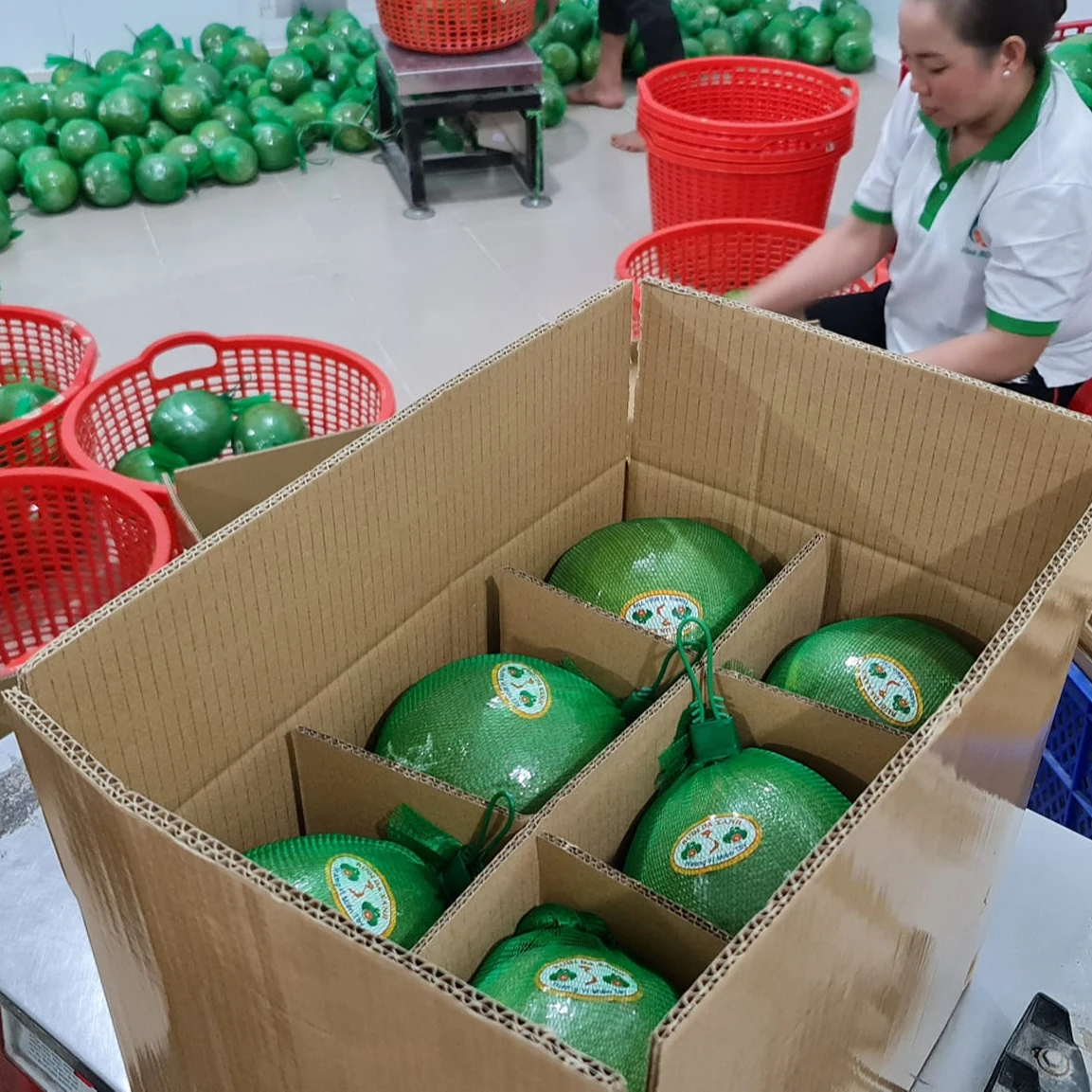 Fresh Pomelo - Super Sweet Juicy Healthy Fresh Pomelo with Thick Meat and Natural Sweet from Viet Nam