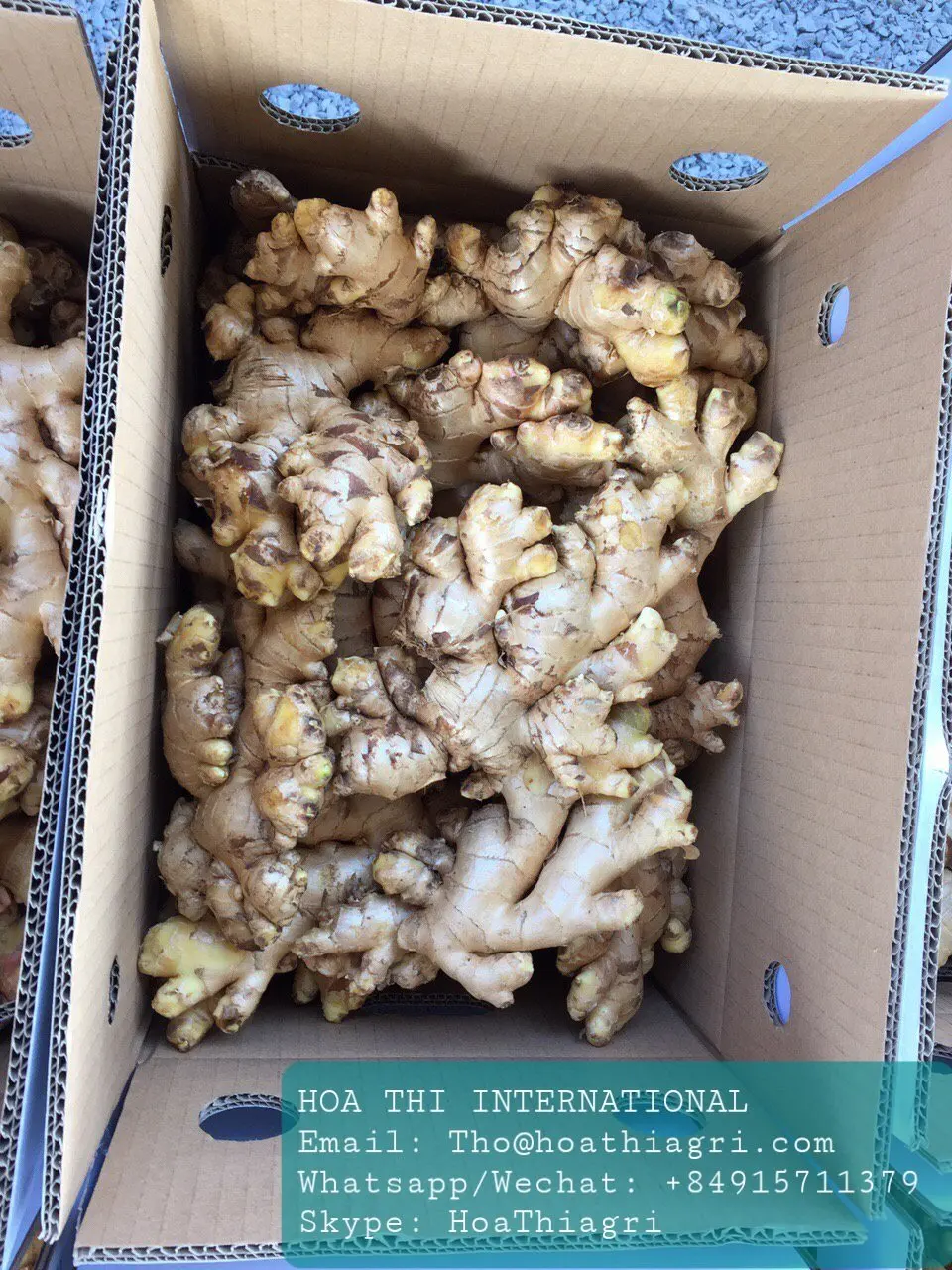 High Quality Yellow Color 80cm up Size Common Cultivation Type 0.5 Kg  Fresh Ginger Origin From Vietnam