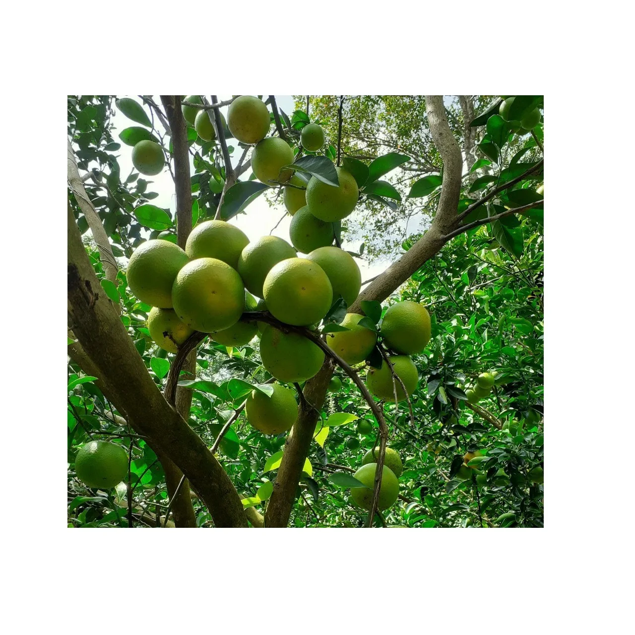 Wholesale Organic Safe Fresh Ripe Sweet Fruit Natural King Mandarin With Orange Meat And Green Skin Exported From Vietnam