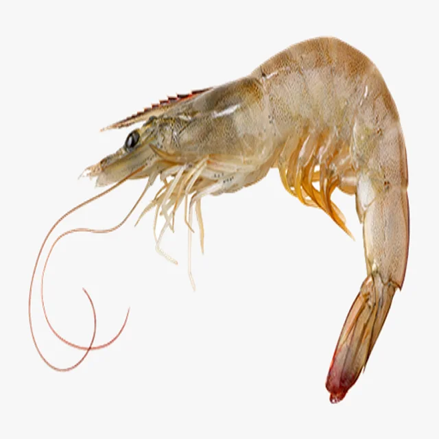 shrimps3.png